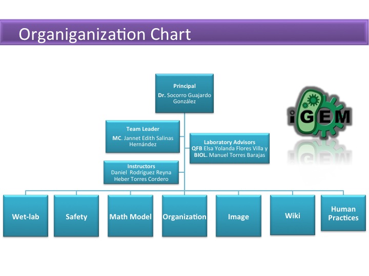 Organization Chart.jpg
