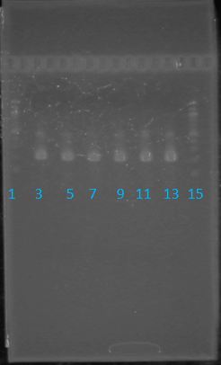 May 22nd PCR gel.JPG