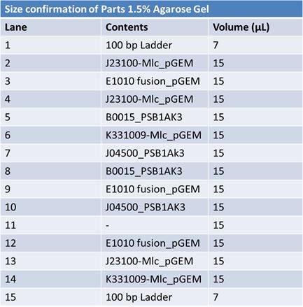 JUne 3rd size confirmation gel lanes (2).JPG